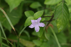 Dipteracanthus prostratus
